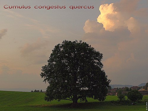 Cumus congestus 'quercus' -- Remember our oak?